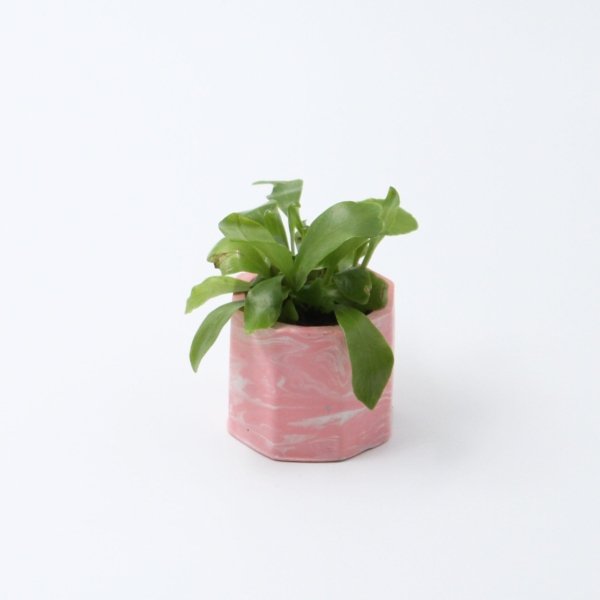 Pink Pot with Asplenium Nidus plant